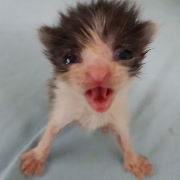 Meet your Posher, Natasha - Picture 1 of 1